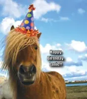 Birthday horse