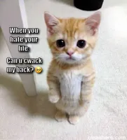 Cute Cat