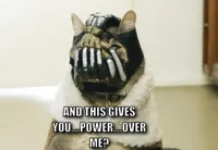 Bane Cat