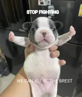 stop fighting dog 