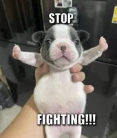 stop fighting dog 