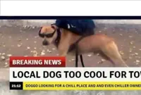 Local dog too cool for town