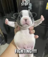 stop fighting dog 