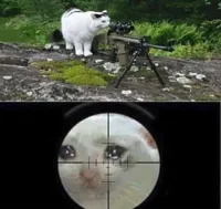 Sniper cat aim crying cat