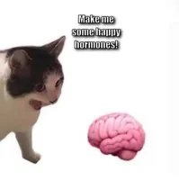 Cat Yelling at Brain