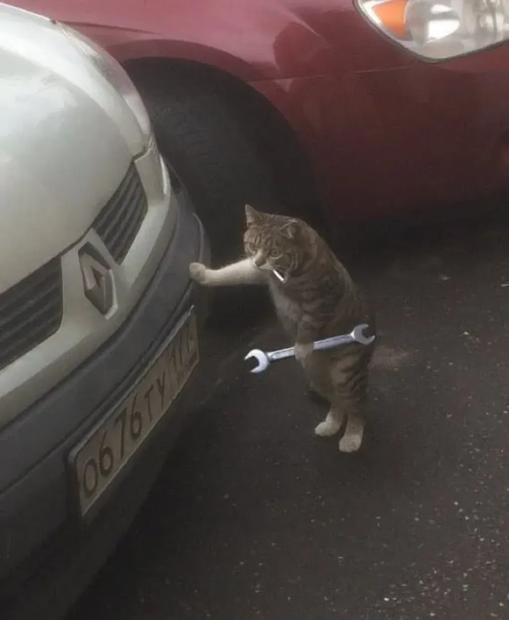 Mechanic cat