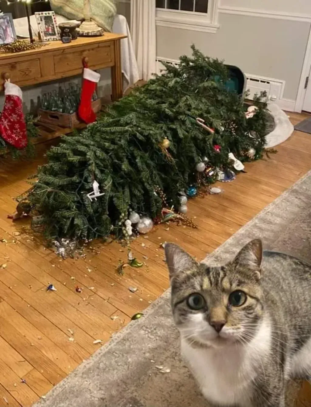 Cats Christmas