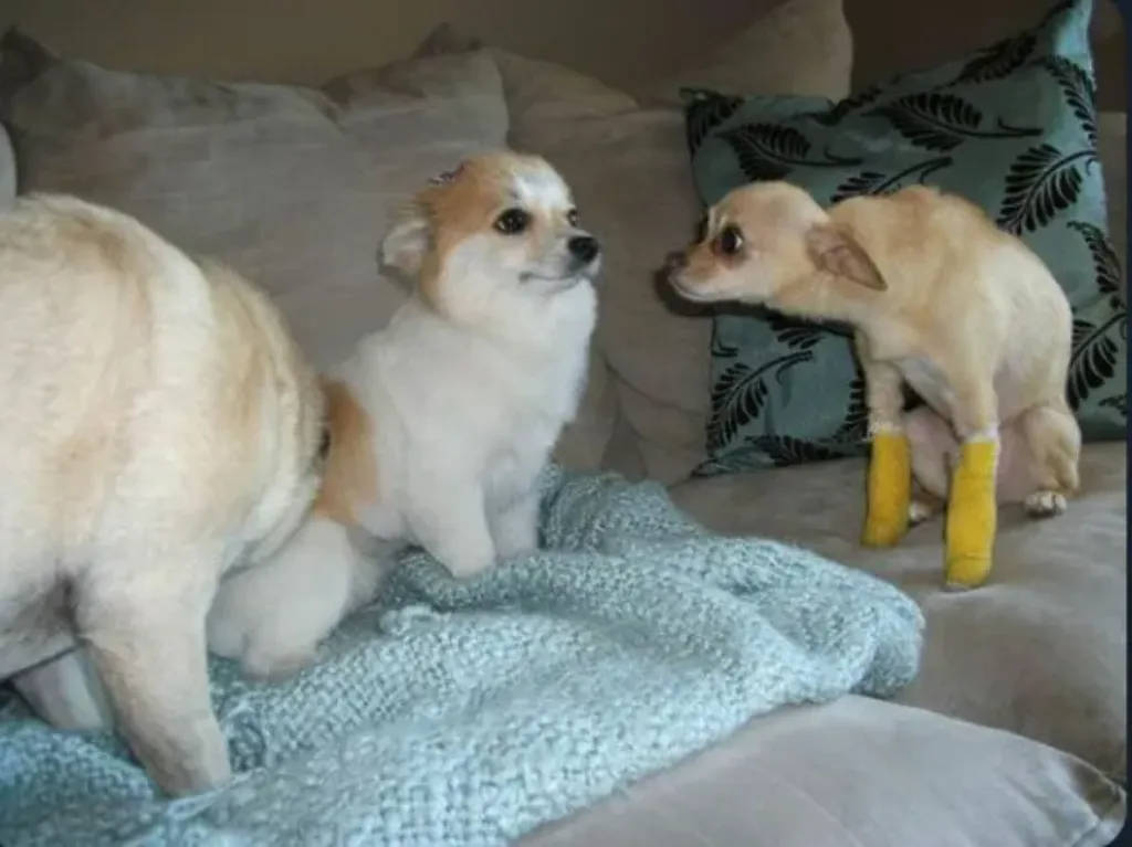 Dog avoiding eye contact with staring dog