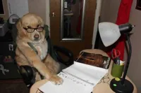 Accountant Dog