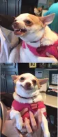 Angry dog meme vertical