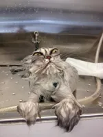 Angry Wet Cat