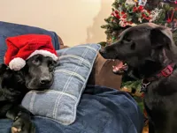 Arguing Christmas dogs