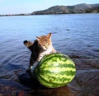 Argument invalid watermelon cat