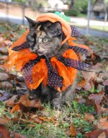 Autumn cat