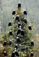 Bald Eagle Christmas tree