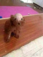 Bald poodle - Bald Dog