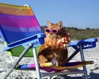 Beach Cat