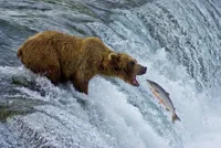 Bear catching salmon