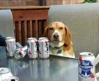 beer dog