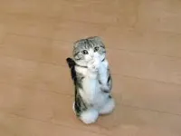 begging cat