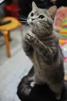 Begging Cat (adorable)