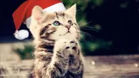 begging christmas cat