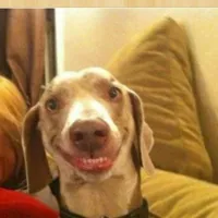 big smile doggie