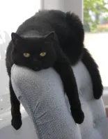 Black Cat Draped on Chair