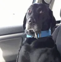 black lab wide eyed dog