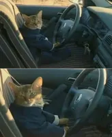 Boat Cat in Car