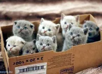 box of cats