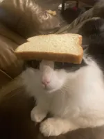 bread cat