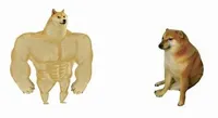 buff dog vs small dog