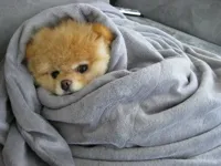 Bundled up Doggo