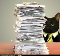 Business Cat