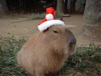 Cappybara christmas