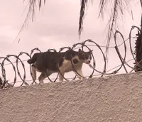 Cat Barbed Wire