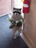 Cat Burglar Raccoon