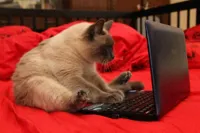 Cat computer