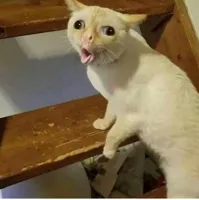 cat coughing