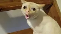 Cat coughing