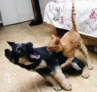 Cat Dog Fight