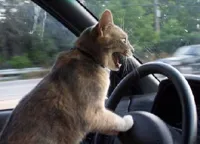 cat driving car