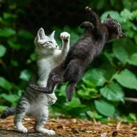 Cat Fight