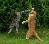 Cat Fight