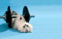 cat fitness