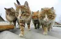 Cat gang