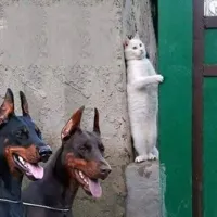 cat hiding from dogs