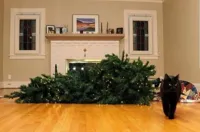 Cat knocked over Christmas Tree