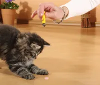 cat laser pointer